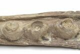 Fossil Mosasaur (Platecarpus) Upper Jaw Section - Kansas #207910-5
